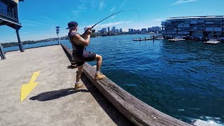 THE HARDEST PLACE TO CATCH FISH SYDNEY HARBOUR KINGFISH LANDBASED FISHING AUSTRALIA [upl. by Carrew415]