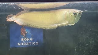 Arowana Tank Update  Cleaned the tank and Arowana is still eating in Winter  Bong Aquatics [upl. by Hasila]