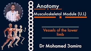 Vessels of the lower limb [upl. by Perla]