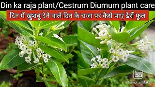 Day jasmine  Din ka raja  Cestrum Diurnum plant care दिन के राजा पौधे पर कैसे पाएं ढेरों फूल [upl. by Doralynn]