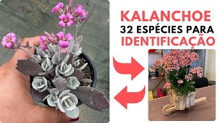 32 ESPÉCIES DE KALANCHOE PARA IDENTIFICAÇÃO [upl. by Ryhpez]