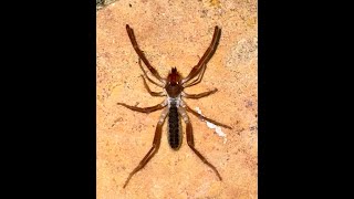 Solifugae  wind spider camel spider wind scorpion sun spider [upl. by Arua]