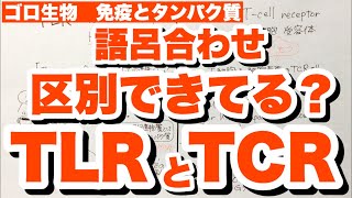 【TLRとTCRが混乱する人へ】TLRトル様受容体の語呂合わせとTCRT細胞受容体を覚えるコツ MHC抗原解説 免疫とタンパク質 ゴロ生物 [upl. by Sundberg]