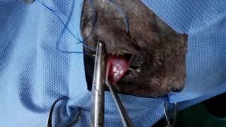 Third eyelid flap and Subconjunctival injection in a dog [upl. by Aihsirt214]