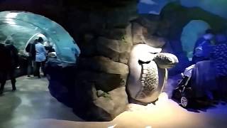 The National Sea Life Centre Birmingham 2017 Shark Tunnel Jellyfish Stingray and more [upl. by Briscoe452]