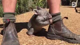 This Wombat thinks hes a dog [upl. by Taddeo636]