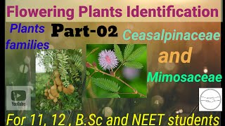 Ceasalpinaceae amp Mimosaceae plants families description Kuldeepyadaveduhub flowering plants [upl. by Ainesy]