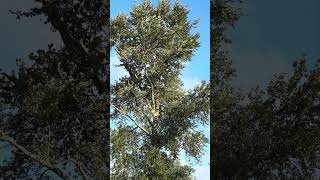 The Cottonwood tree across the field… pnw nature trees [upl. by Tham]