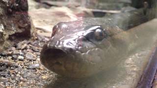 Piscilago Serpentario Anaconda [upl. by Hilarius]