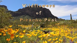 Picacho Peak Wildflowers [upl. by Ellenar415]