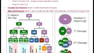 C elegans 101 A Guide to Picking C elegans [upl. by Hedley432]