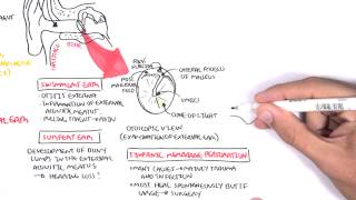 Anatomy  Middle Ear [upl. by Nyliac]