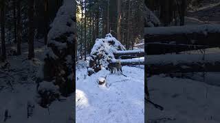 American Akita In Snowy Forest [upl. by Eellek211]