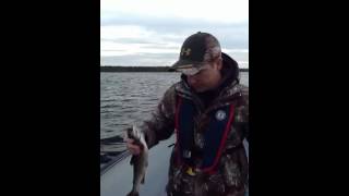 Trouting for Brook Trout Rodney Pond Newfoundland [upl. by Mauricio789]