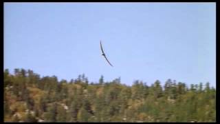 Pterodactyl caught on tape 2014 [upl. by Lindsy70]