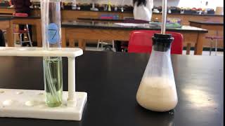 Bromothymol Blue Cellular Respiration results [upl. by Coffey391]