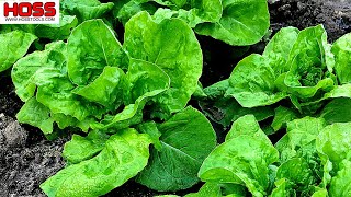 How to Grow the Most Beautiful and Tasty Lettuce Varieties [upl. by Elum]