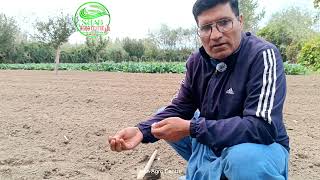 Soil Preparation for Garlic Farming [upl. by Eilama]