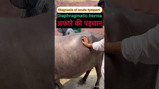 Diaphragmatic hernia l Recurrent tympani l dr Umar khan [upl. by Sivart]