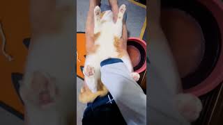 Yolk is truly an emotionally stable cat😊🤗🤗 pets cute cat [upl. by Damien]