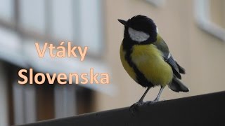 Vtáky Slovenska [upl. by Eissahc]