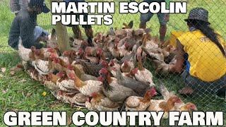 Best Farm Martin Escolin GREEN COUNTRY Farm Big Farm Philippines  Farm Visit By Amiel Abad ADA FARM [upl. by Lucila]