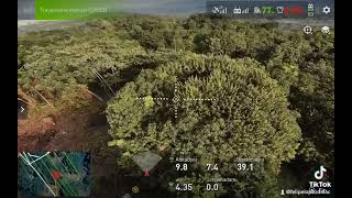 aplicación foliar y fungicida con dron a floración de mango en huehuetan Chiapas [upl. by Yelyk]