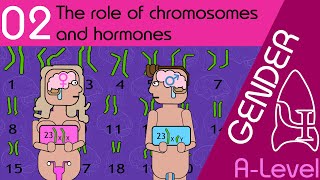 The role of chromosomes and hormones  Gender AQA ALevel Psychology [upl. by Lula]