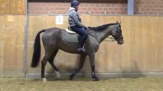 Cassini IICaretino gelding  2009 for sale [upl. by Gabriel]