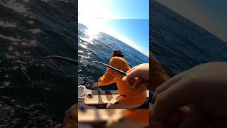 Tog fishing Im Rhode Island full video linked fishing tautog blackfish bottomfishing [upl. by Stanford]