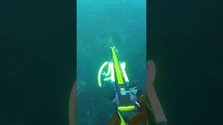 Spearfishing pollock uk with home maid inverted roler speargun [upl. by Karlee]