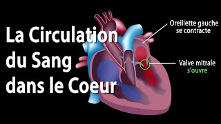 le système cardiovasculaire  القلب و الدورة الدموية شرح مفصل cardio vasculaire [upl. by Eninahs]