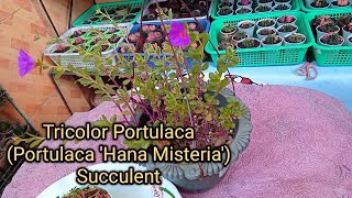 289 Beautiful Portulaca Succulent Plant Propagation  Care tips l Succulent Davao [upl. by Odrarebe992]