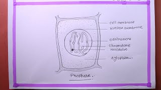 How To Draw Prophase [upl. by Fredenburg]