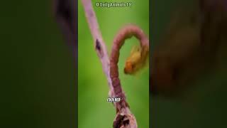 The Carnivorous Caterpillar l Natures Tiny Predator 🐛🍃 [upl. by Atinrev]