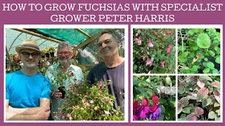 How to grow Fuchsias with specialist grower Peter Harris of White House Nursery [upl. by Noyart]