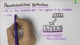 Pseudostratified Epithelium  Type  Function  Location [upl. by Ettedranreb]