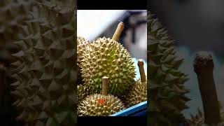 Durain fruit  worst smelling fruit in the world facts [upl. by Teria]