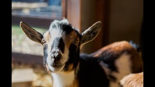 How Do I Have Goats In My Suburban Backyard [upl. by Ayikal]