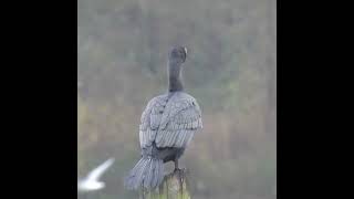 This Cormorant tried to eat a big Pike britishwildlife wildlife nature pike [upl. by Lonyer]