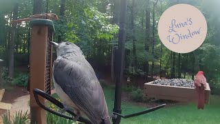 Northern Cardinals Tufted Titmouse and Carolina Wrens at the Bird Feeder  Backyard Birdwatching [upl. by Holden]