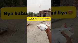 Nya kabutar🕊️pakad liya😍 petlover minivlog pigeon kabutar birds kabutarbazi pigeontrap [upl. by Badger]