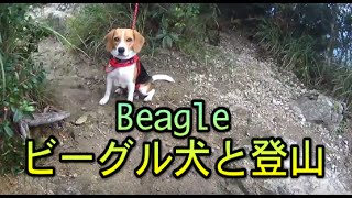 10 months beagle Go Hiking Action Cam AS200V HD ビーグルと黒髪山登山 [upl. by Mighell]