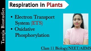 Respiration in Plants  ETS and Oxidative Phosphorylation ATP SynthesisClass 11 BiologyNEETAIIMS [upl. by Aleksandr]