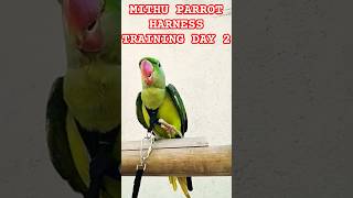 MITHU PARROT HARNESS TRAINING DAY 2alexanderparrotharnesstravelvlogparrotalexanderparrots [upl. by Euqirat]