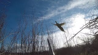 Hunt Club Pheasant Hunting [upl. by Attecnoc249]