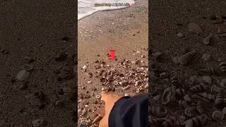 Rescued a newborn Baby Jellyfish🪼🪼surajroxfunnyvibeo fishing beach vikram animals jellyfish [upl. by Airan]