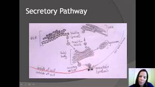 Unit A  Secretory Pathway amp Intracellular Digestion [upl. by Nehte598]