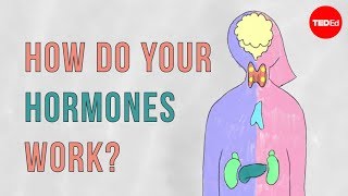 How do your hormones work  Emma Bryce [upl. by Ahsinelg]