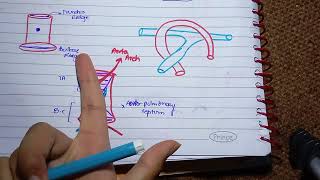 Septum Formation in Truncus Arteriosus and conus cordis l Development of vessels amp Semilunar valves [upl. by Hars]